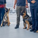 security dogs