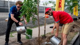 DHL and Formula E plant trees in Valencia and NYC