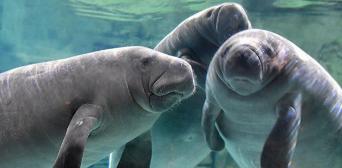 Manatees