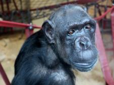 Chocolat has made herself at home at Monkey World (photo: Monkey World)