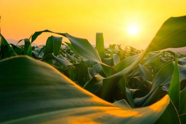 Cornfield at sunset