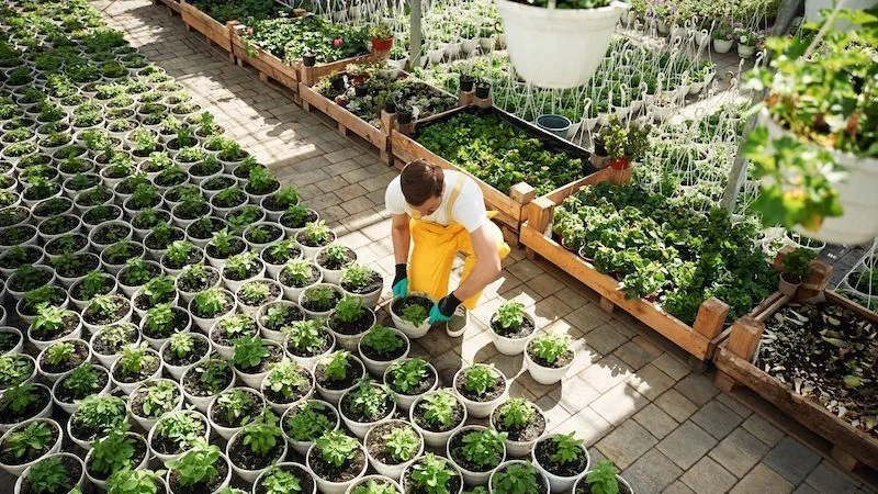 Top view. Florist man working in garden center. Successful employee is in a bright greenhouse.