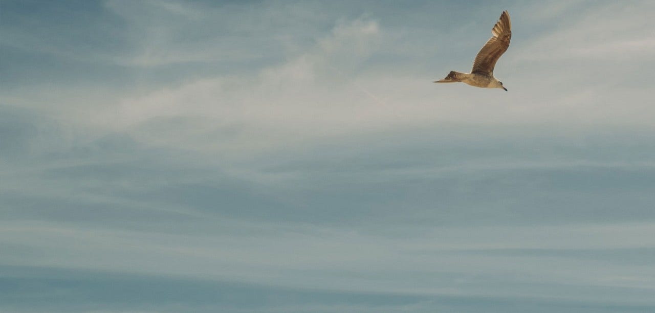 bird flying in the sky