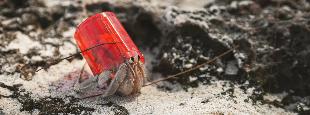 red plastic cup on a hermit crab