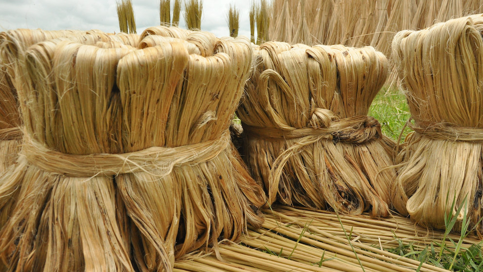 Jute vegetable fiber