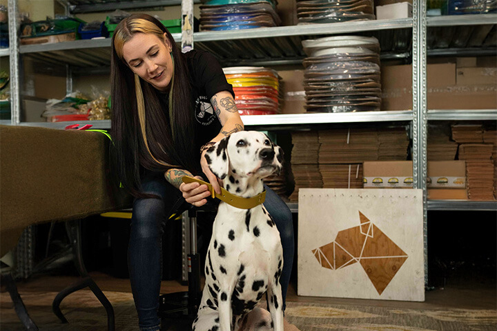 Lauren van Keulen testing collar on a Dalmatian