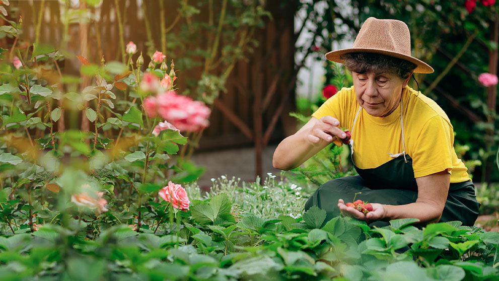 woman picking strawberries