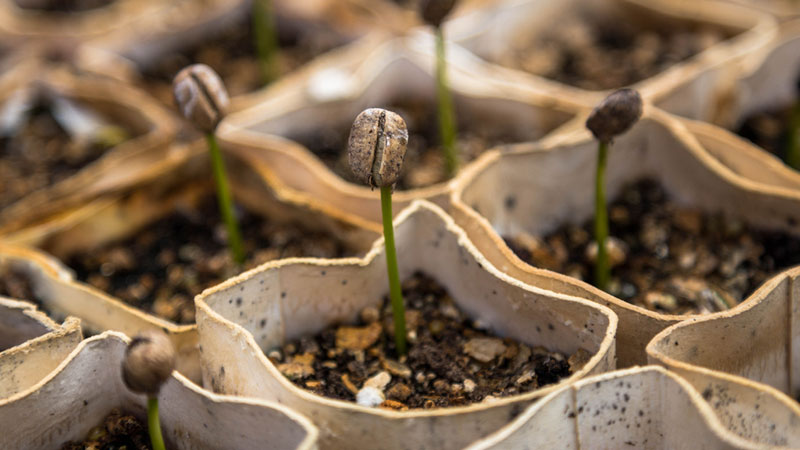 Seeds sprouting from seed bags