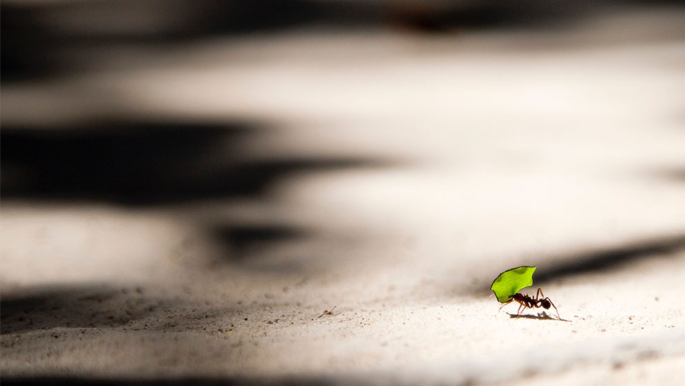 Ant carrying a leaf