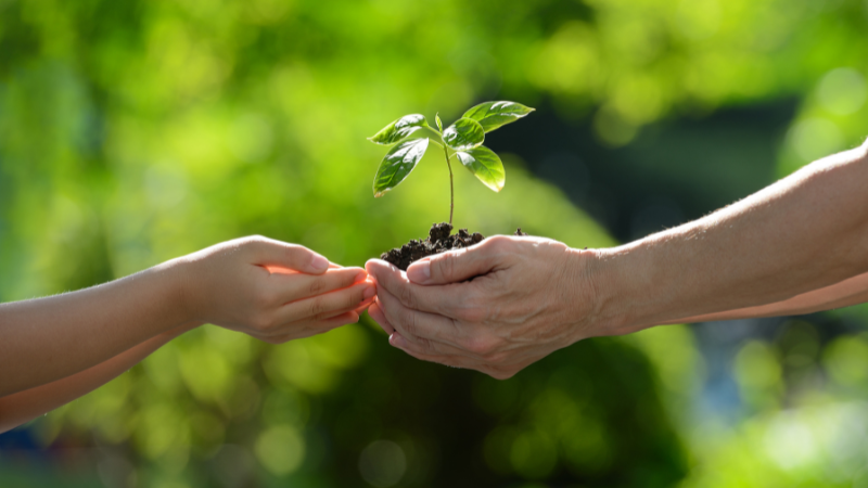 TREE PLANTING