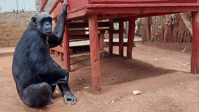 DHL Express and Monkey World announced today that they have successfully relocated Chocolat, a female chimpanzee and orphan of the illegal bushmeat trade in the Republic of Congo, to her new long-term home in Monkey World – Ape Rescue Centre, Dorset, UK.